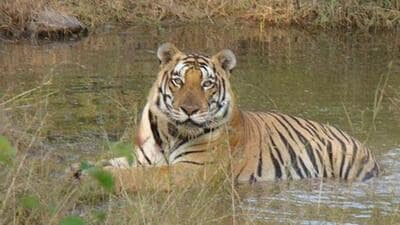 A forest official said the accused were trying to sell the tiger skin for occult practise in the area. (Representational image) A forest official said the accused were trying to sell the tiger skin for occult practise in the area. (Representational image)