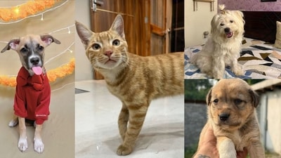 These lovable furballs in Delhi-NCR are looking for their forever family. Could you be the one to give them a loving home?
