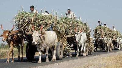 Farmers from northern Karnataka transport sugarcane to the mills in Belagavi. (HT PHOTO) Farmers from northern Karnataka transport sugarcane to the mills in Belagavi. (HT PHOTO)
