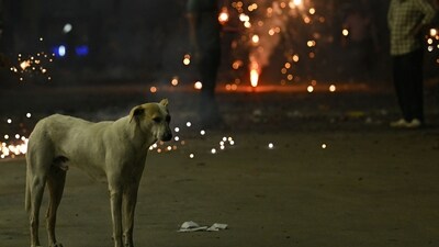 A stray dog looks on as revellers light firecrackers along a street during the Diwali in Bengaluru. (AFP)