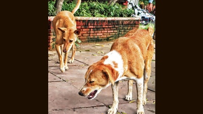 In two separate incidents reported in the city, the Khadki and Shivajinagar police have registered FIRs against two dog owners after their pet allegedly bit citizens, leaving them injured. (REPRESENTATIVE PIC)
