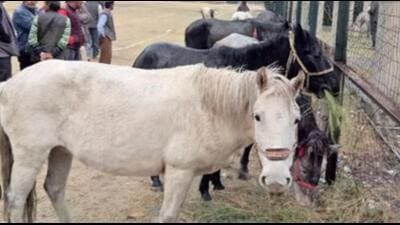 Last year about 200 out of 314 horses were sold in the exhibition with majority of the buyers from Uttarakhand. (File) Last year about 200 out of 314 horses were sold in the exhibition with majority of the buyers from Uttarakhand. (File)