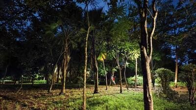 Mumbai, India. Oct 27, 2025 - The trees from the Aarey Metro Carshed have been replanted in Veer Savarkar Udyan, located in Goregaon, Mumbai, India. Oct 27, 2025. (Photo by Raju Shinde/HT Photo) (Raju Shinde) Mumbai, India. Oct 27, 2025 - The trees from the Aarey Metro Carshed have been replanted in Veer Savarkar Udyan, located in Goregaon, Mumbai, India. Oct 27, 2025. (Photo by Raju Shinde/HT Photo) (Raju Shinde)