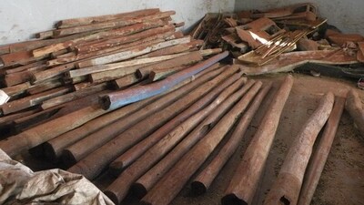 Bengaluru police uncovered a sandalwood smuggling operation, seizing 750 kg of precious logs hidden under onion sacks. (REPRESENTATIVE PHOTO) Bengaluru police uncovered a sandalwood smuggling operation, seizing 750 kg of precious logs hidden under onion sacks. (REPRESENTATIVE PHOTO)