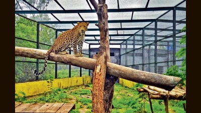 The upgraded facilities are expected to become functional by December this year, providing much-needed support for managing the growing leopard population and ensuring quicker rescue and treatment operations, according to forest officials. (HT FILE) The upgraded facilities are expected to become functional by December this year, providing much-needed support for managing the growing leopard population and ensuring quicker rescue and treatment operations, according to forest officials. (HT FILE)