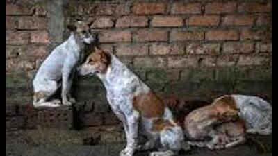Urban development dept orders all municipal bodies to file Animal Birth Control compliance reports within four days (Sourced)