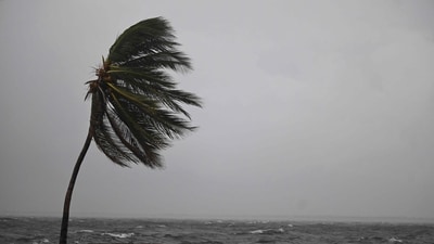 A coconut tree sways in the wind at the Kingston Waterfront on Ocean Boulevard in Kingston, Jamaica, as island starts to feel the effects of Hurricane Melissa (AFP) A coconut tree sways in the wind at the Kingston Waterfront on Ocean Boulevard in Kingston, Jamaica, as island starts to feel the effects of Hurricane Melissa (AFP)