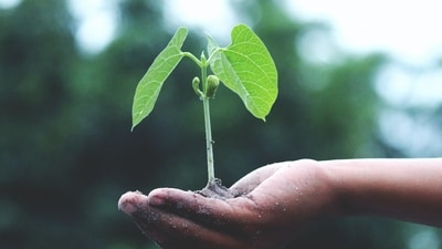 Sharma's non-profit SayTrees has planted over 10 million trees, earning national recognition for its impactful work in Bengaluru and across the country. (Representative photo)