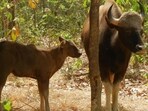 A bison with her calf. (HT File Photo) A bison with her calf. (HT File Photo)
