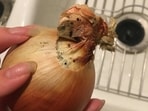 Onions with black spots can be contaminated, but it's not a straightforward yes or no answer. (Pic courtesy: Reddit/ curllyfries4)