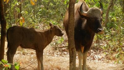 A bison with her calf. (HT File Photo)