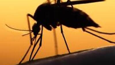 Meanwhile, for dengue, 58 cases and no deaths have been so far in 2025. In 2024, 186 cases were reported. Meanwhile, for dengue, 58 cases and no deaths have been so far in 2025. In 2024, 186 cases were reported.