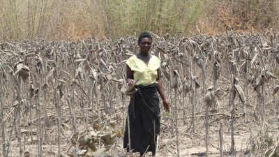 Bathsheba Musole in her destroyed cornfield. Bathsheba Musole in her destroyed cornfield.