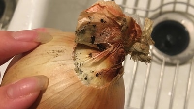 Onions with black spots can be contaminated, but it's not a straightforward yes or no answer. (Pic courtesy: Reddit/ curllyfries4) Onions with black spots can be contaminated, but it's not a straightforward yes or no answer. (Pic courtesy: Reddit/ curllyfries4)