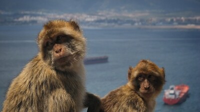 A truck transporting Rhesus monkeys overturned on Interstate 59. (UnSplash) A truck transporting Rhesus monkeys overturned on Interstate 59. (UnSplash)