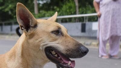Residents, meanwhile, expressed growing concern over the unchecked stray dog population. (PTI) Residents, meanwhile, expressed growing concern over the unchecked stray dog population. (PTI)