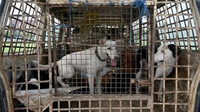 Currently, the authority runs a shelter in sector 94, which houses around 1,000 dogs and carries out sterilisation of about 50 dogs daily. (HT Archive)