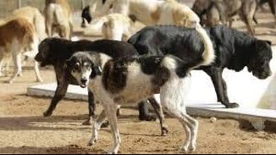 Failure to comply will attract penalties and possible impoundment. (HT Photo for representation) Failure to comply will attract penalties and possible impoundment. (HT Photo for representation)