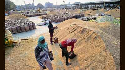 For many farmers in Punjab, the recent paddy season has been marked by despair and an estimated ₹10,000-crore in financial losses. The crisis stems from a combination of prolonged procurement delays and extensive crop damage caused by floods, unseasonal rains, and poor yields. (Sanjeev Kumar/HT) For many farmers in Punjab, the recent paddy season has been marked by despair and an estimated ₹10,000-crore in financial losses. The crisis stems from a combination of prolonged procurement delays and extensive crop damage caused by floods, unseasonal rains, and poor yields. (Sanjeev Kumar/HT)