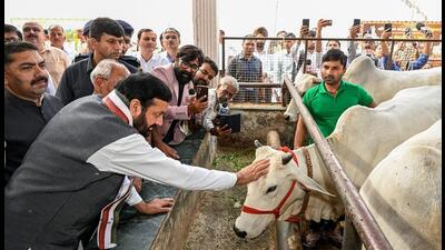 Haryana chief minister Nayab Singh Saini during Gopashtami celebrations in Karnal on Thursday. (Source:X) Haryana chief minister Nayab Singh Saini during Gopashtami celebrations in Karnal on Thursday. (Source:X)