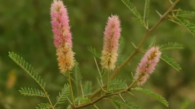 <p><strong>శమీ మొక్క</strong> - హిందూ మతంలో శమీ మొక్కను పవిత్రంగా చూస్తారు. ఇంటి ప్రధాన ద్వారానికి ఎడమవైపున ఉంచడం చాలా శుభప్రదమైనదిగా భావిస్తారు. వాస్తు ప్రకారంగా, ఈ మొక్క నెగటివ్ ఎనర్జీని తొలగిస్తుంది. సంపదను ఆకర్షిస్తుంది. ఈ శమీ మొక్కను నాటడం వల్ల కుటుంబంలో సంతోషం, శాంతి పెరుగుతుంది.</p> (chat gpt ) <p><strong>శమీ మొక్క</strong> - హిందూ మతంలో శమీ మొక్కను పవిత్రంగా చూస్తారు. ఇంటి ప్రధాన ద్వారానికి ఎడమవైపున ఉంచడం చాలా శుభప్రదమైనదిగా భావిస్తారు. వాస్తు ప్రకారంగా, ఈ మొక్క నెగటివ్ ఎనర్జీని తొలగిస్తుంది. సంపదను ఆకర్షిస్తుంది. ఈ శమీ మొక్కను నాటడం వల్ల కుటుంబంలో సంతోషం, శాంతి పెరుగుతుంది.</p> (chat gpt )