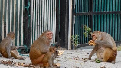 Residents say that the numbers of monkeys have increased over the past two to three years. (Parveen Kumar/HT) Residents say that the numbers of monkeys have increased over the past two to three years. (Parveen Kumar/HT)