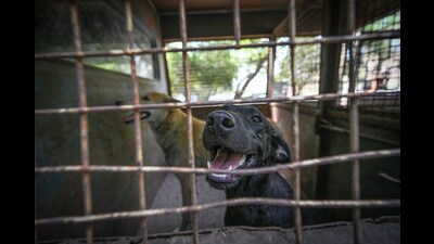 The city lacks dog shelter (HT photo) The city lacks dog shelter (HT photo)
