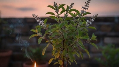 <p><strong>తులసి మొక్క </strong>- ఈ మొక్కలో లక్ష్మీమాత నివసిస్తుంది. అదే సమయంలో తులసిని సానుకూల శక్తి వనరుగా పరిగణిస్తారు. ప్రధాన ద్వారం వద్ద ఈ మొక్కను ఉంచడం శుభప్రదమైనది. తులసి మొక్క సంపదను కూడా ఆకర్షిస్తుందని నమ్ముతారు.</p> (chat gpt ) <p><strong>తులసి మొక్క </strong>- ఈ మొక్కలో లక్ష్మీమాత నివసిస్తుంది. అదే సమయంలో తులసిని సానుకూల శక్తి వనరుగా పరిగణిస్తారు. ప్రధాన ద్వారం వద్ద ఈ మొక్కను ఉంచడం శుభప్రదమైనది. తులసి మొక్క సంపదను కూడా ఆకర్షిస్తుందని నమ్ముతారు.</p> (chat gpt )
