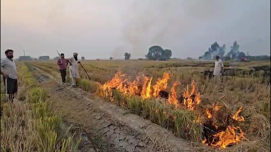 Officials across the districts of Sangrur and Barnala are facing administrative action as authorities crack down on the rising number of stubble burning incidents. (HT Photo)