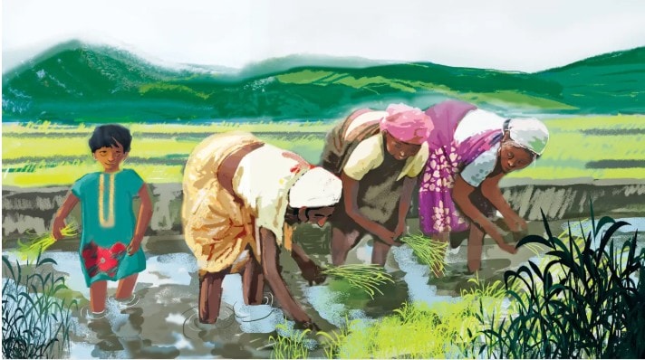 “In the particular village on the plateau that I lived in, the lesser well-off among the Adivasi farmers grew Ranikajal, Goda-dhan, Chosaarh and Kalamdaani rice. They had not all switched to hybrid crops.” (Illustration from Our Rice Tastes of Spring) “In the particular village on the plateau that I lived in, the lesser well-off among the Adivasi farmers grew Ranikajal, Goda-dhan, Chosaarh and Kalamdaani rice. They had not all switched to hybrid crops.” (Illustration from Our Rice Tastes of Spring)