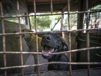 The city lacks dog shelter (HT photo)