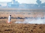 With stubble burning cases seeing an uptick across the state over the past few days, four Doaba districts—Jalandhar, Shaheed Bhagat Singh Nagar, Kapurthala, and Hoshiarpur—have reported only 6% or 85 incidents so far of the total 1,418 incidents reported in the state till Thursday. (HT File) With stubble burning cases seeing an uptick across the state over the past few days, four Doaba districts—Jalandhar, Shaheed Bhagat Singh Nagar, Kapurthala, and Hoshiarpur—have reported only 6% or 85 incidents so far of the total 1,418 incidents reported in the state till Thursday. (HT File)