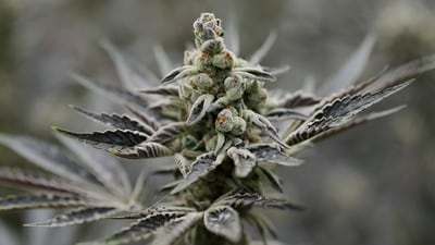 The drug traffickers were allegedly using tribal regions as a base to grow cannabis and supply it across western and southern Rajasthan, northern Gujarat and Punjab. (AP/Representative) The drug traffickers were allegedly using tribal regions as a base to grow cannabis and supply it across western and southern Rajasthan, northern Gujarat and Punjab. (AP/Representative)