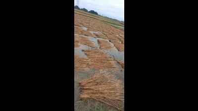 Damaged crops in fields of Prayagraj region. (HT PHOTO) Damaged crops in fields of Prayagraj region. (HT PHOTO)