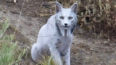 Captured by a photographer in southern Spain, the picture captures the pale big cat. (@Clearsay_/X) Captured by a photographer in southern Spain, the picture captures the pale big cat. (@Clearsay_/X)