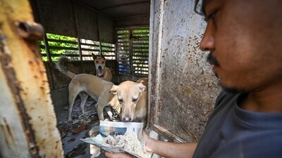 The suo motu case was initiated following reports of rising stray dog attacks and rabies cases. (HT Photo) The suo motu case was initiated following reports of rising stray dog attacks and rabies cases. (HT Photo)