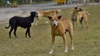 On August 22, the three-judge bench led by justice Nath modified an earlier directive issued by a two-judge bench on August 11, which required the mass capture of stray dogs across Delhi and adjoining districts without release. (Representative photo) On August 22, the three-judge bench led by justice Nath modified an earlier directive issued by a two-judge bench on August 11, which required the mass capture of stray dogs across Delhi and adjoining districts without release. (Representative photo)