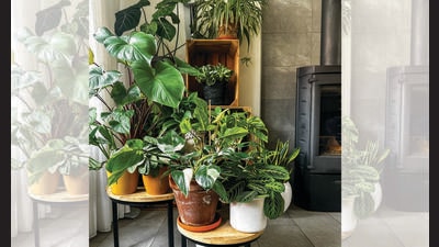 Purify the air indoors by growing spider plant, snake plant or money plant to filter pollutants. (ADOBE STOCK)