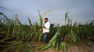 Solapur, India. Sep 27, 2025 - Yashwant Deshmukh lost his farms due to heavy rains and flooding in Kolegaon village in Solapur. Heavy rain and floods in Solapur district. Over the past four days, eight people have lost their lives, and more than 150 villages have been affected by the intense rainfall. Solapur, India. Sep 27, 2025. (Photo by Raju Shinde/HT Photo) (Raju Shinde) Solapur, India. Sep 27, 2025 - Yashwant Deshmukh lost his farms due to heavy rains and flooding in Kolegaon village in Solapur. Heavy rain and floods in Solapur district. Over the past four days, eight people have lost their lives, and more than 150 villages have been affected by the intense rainfall. Solapur, India. Sep 27, 2025. (Photo by Raju Shinde/HT Photo) (Raju Shinde)