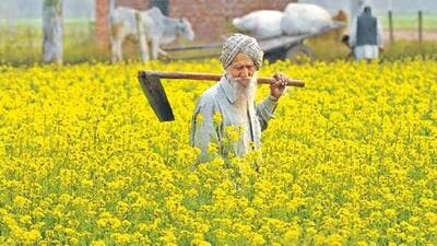 Though the days of the beggar’s grain bowl are history, thanks to the “sturdiest peasantry in India”, agriculture, in Punjab is in crisis. Crop yields have plateaued and the law of diminishing returns has set in. (HT file photo) Though the days of the beggar’s grain bowl are history, thanks to the “sturdiest peasantry in India”, agriculture, in Punjab is in crisis. Crop yields have plateaued and the law of diminishing returns has set in. (HT file photo)