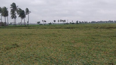 4,47,864 ఎకరాల్లో పంట నష్టం