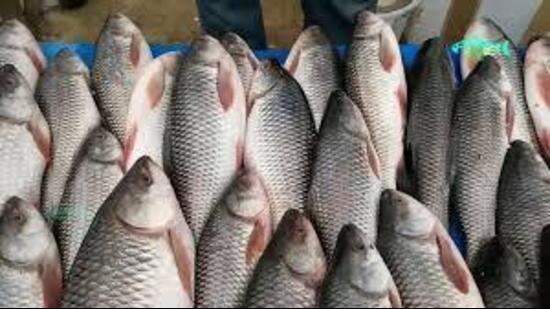 Animal husbandry, dairy development and fisheries minister Gurmeet Singh Khudian on Friday declared Rohu (Labeo Rohita) as the state fish of Punjab in order to conserve and promote the state’s aquatic biodiversity.