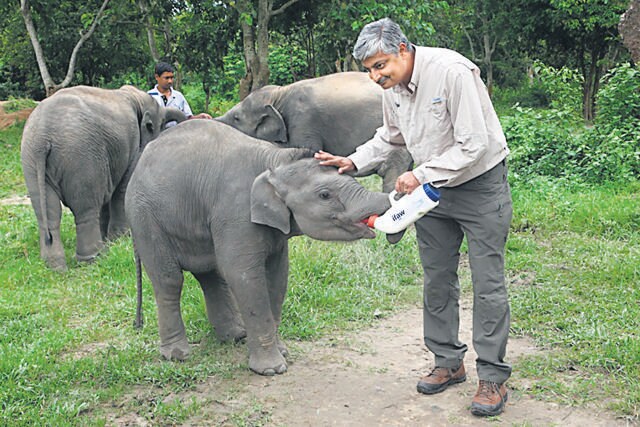 Bottle-feeding elephant calves at a wildlife rehabilitation centre in Assam. (WTI) Bottle-feeding elephant calves at a wildlife rehabilitation centre in Assam. (WTI)
