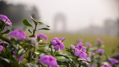 Gram it: That's how Delhiites are trying to find colour in the smoggy environs of the Capital. A view of the bright sadabahar flowers with the India Gate hidden in the plunging air quality is a perfect example to narrate this state of mind. Delhi’s air quality remained ‘poor’ on Saturday as it recorded an Air Quality Index (AQI) of 233 at 7am on, according to data from the Sameer app developed by the Central Pollution Control Board (CPCB). (Photo: ANI)