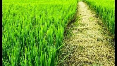 Unseasonal rain destroys crops in many parts, around 20 UP districts ...