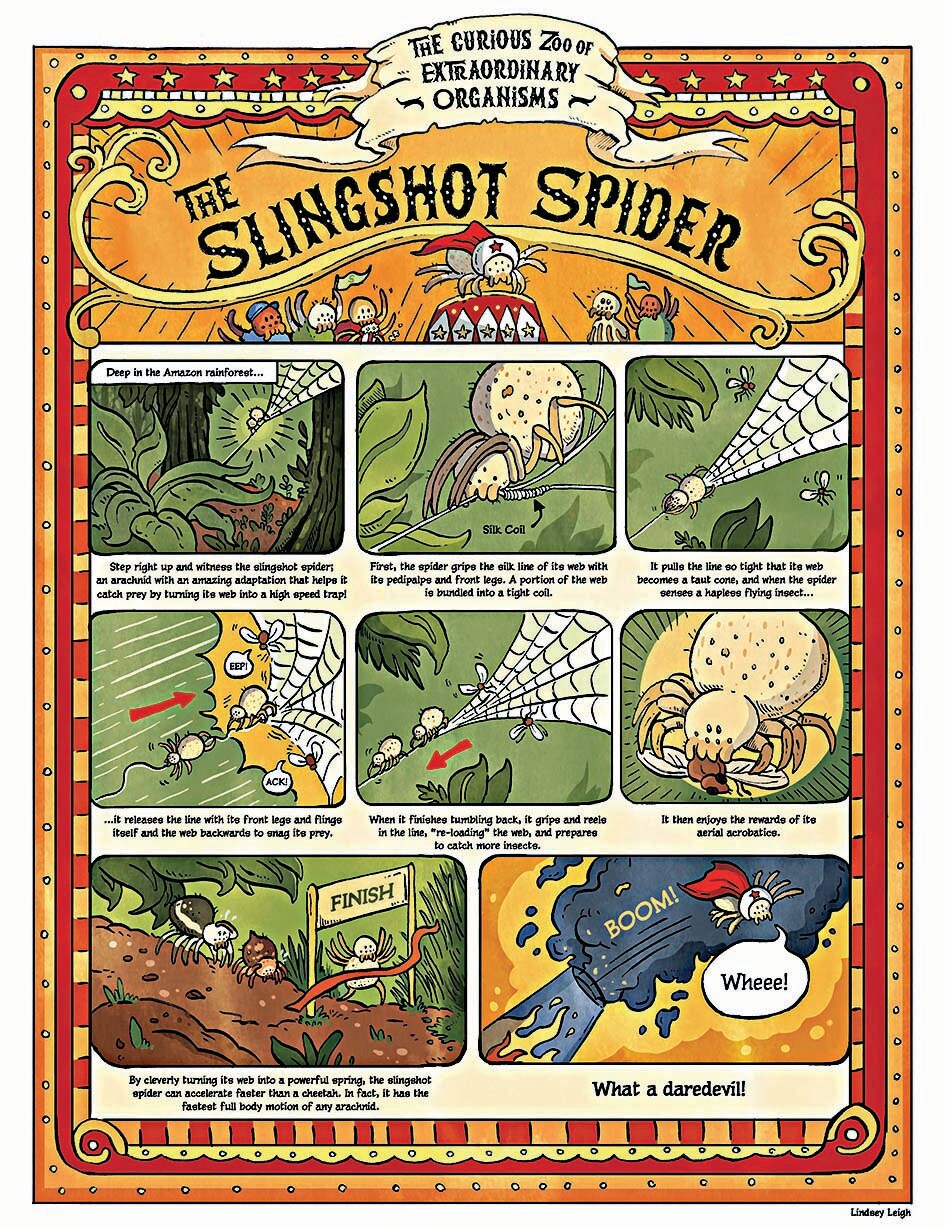An edition featuring slingshot spiders breaks down their lethal high-speed trap. (Image: Bhamla Lab) An edition featuring slingshot spiders breaks down their lethal high-speed trap. (Image: Bhamla Lab)