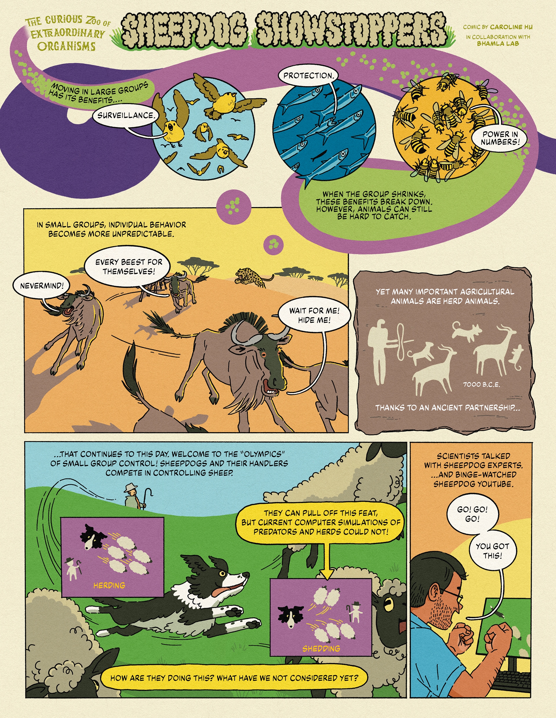 A panel on herd behaviour, from the tale titled Sheepdog Showstoppers. (Image: Bhamla Lab) A panel on herd behaviour, from the tale titled Sheepdog Showstoppers. (Image: Bhamla Lab)