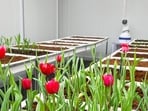 The tulip facility at the nursery was launched in 2023. (HT Archive)
