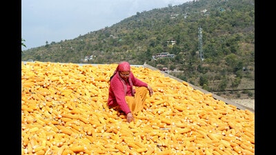 A woman leaving corn cobs on the rooftop of her house to dry in rural Kullu. Corn harvesting is in full swing in various parts of Himachal Pradesh. (Aqil Khan/HT)