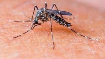 Currently, 29 dengue hotspots have been identified across the district. (HT Photo) Currently, 29 dengue hotspots have been identified across the district. (HT Photo)